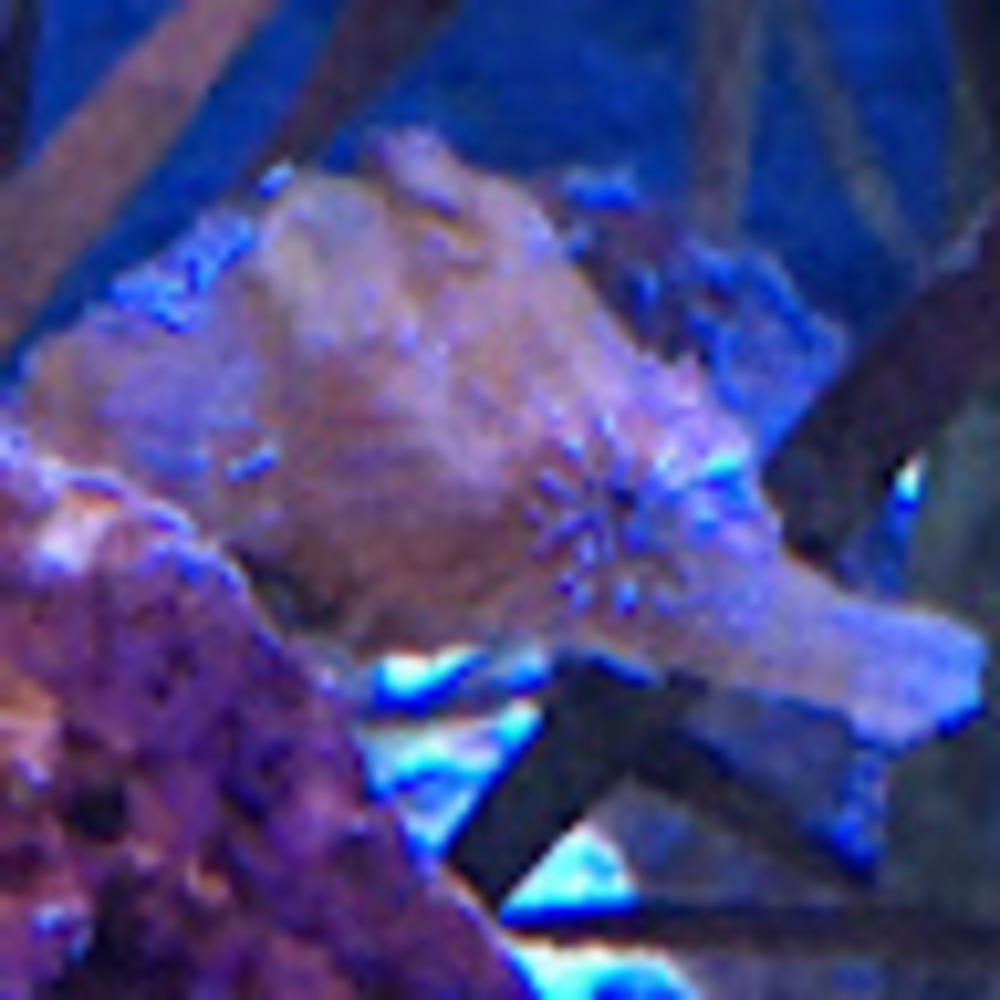 Meet your Posher, Ruthie